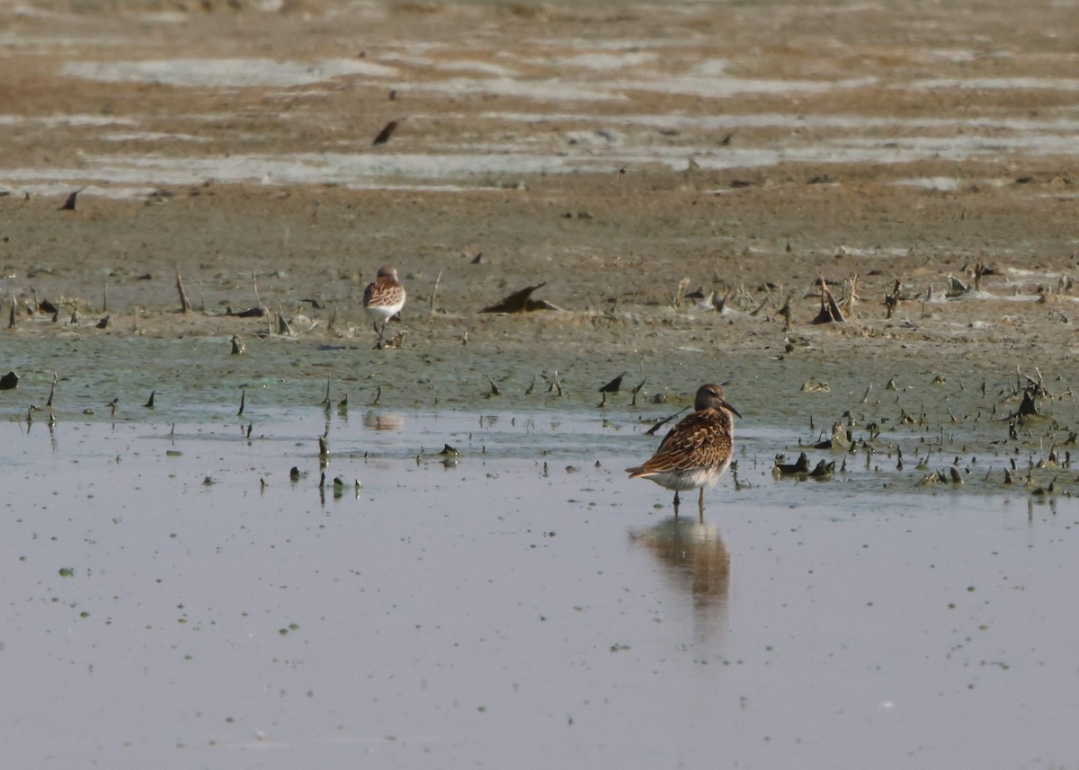 Pectoral Sandpiper - Devlon Moore