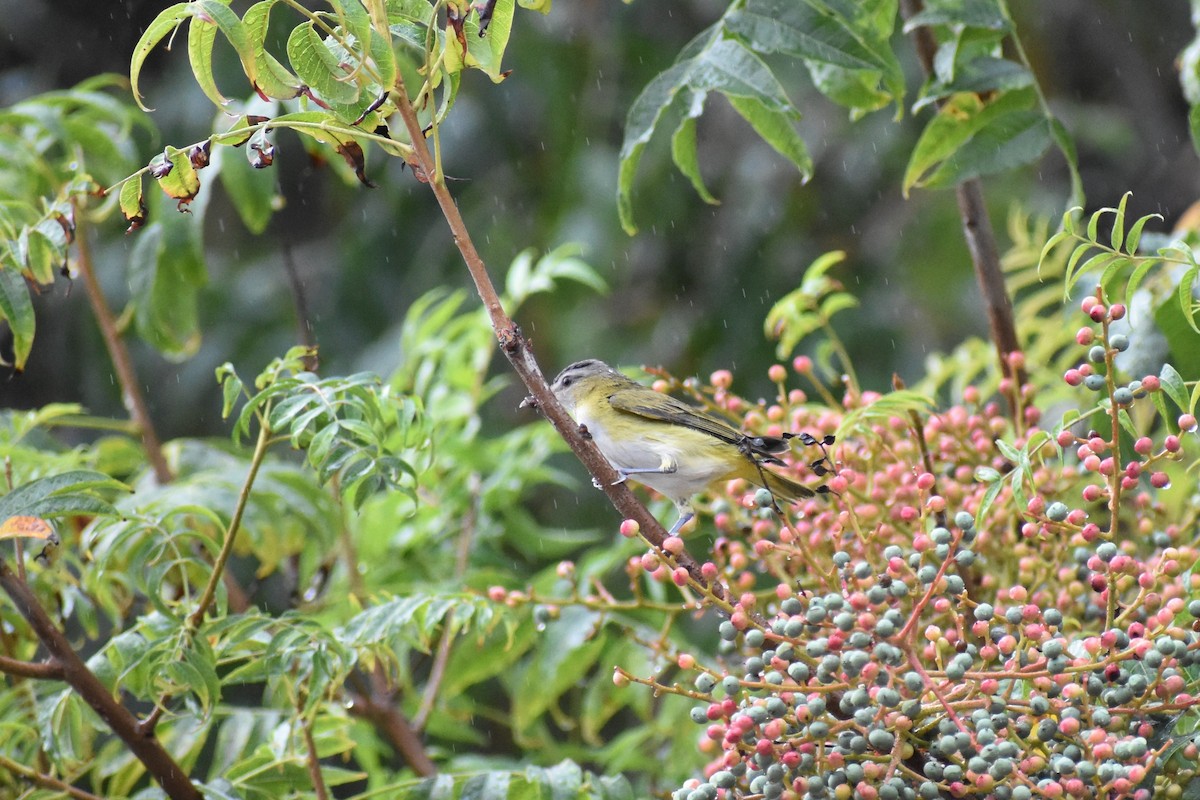 Yellow-green Vireo - ML485805001