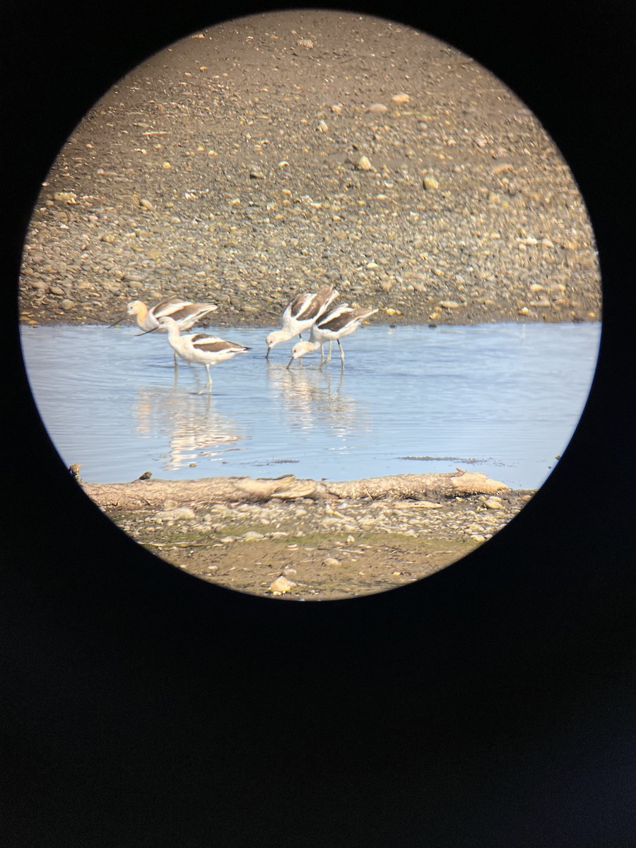 Avocette d'Amérique - ML485805271