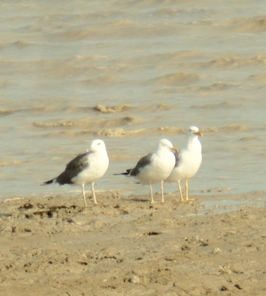 Lesser Black-backed Gull - ML485807291