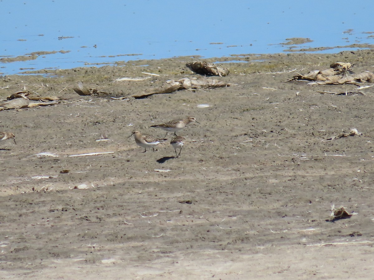 Baird's Sandpiper - ML485807491