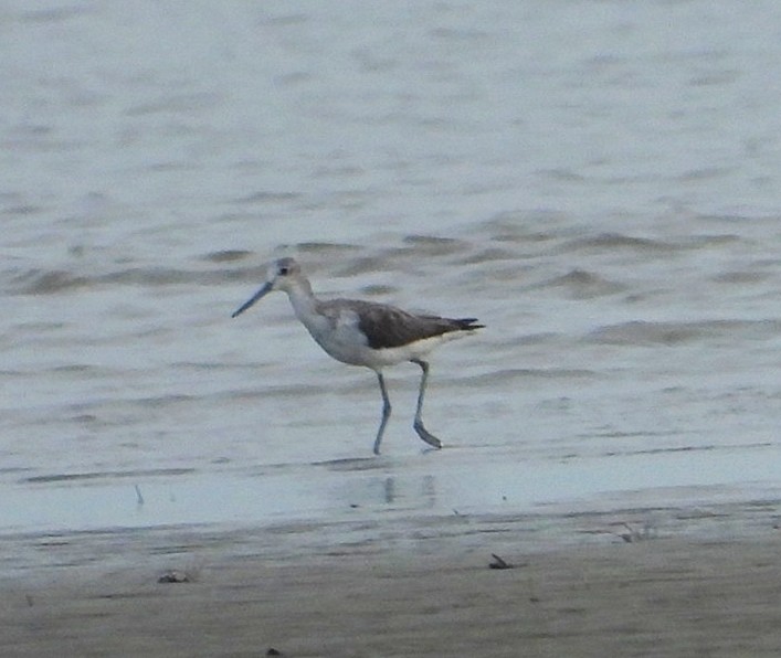 Marsh Sandpiper - ML485809091