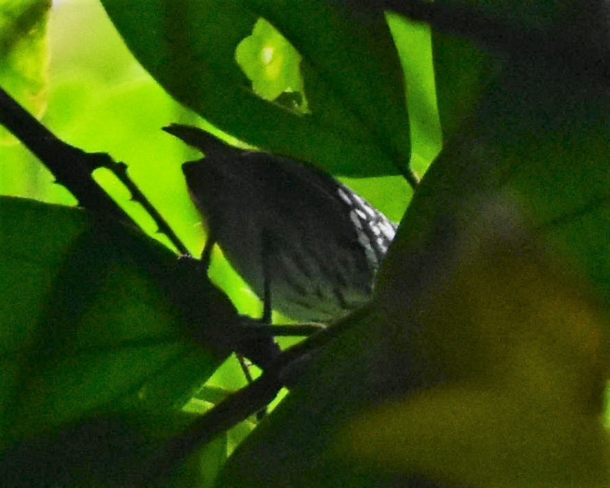 Chocó-Strichelameisenschlüpfer - ML485809421