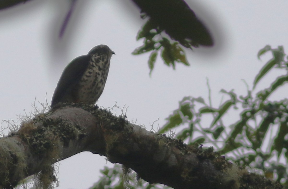 Black-mantled Goshawk - ML485809891