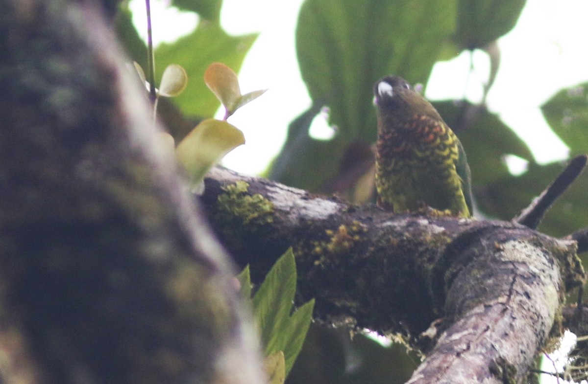 Modest Tiger-Parrot - ML485809911