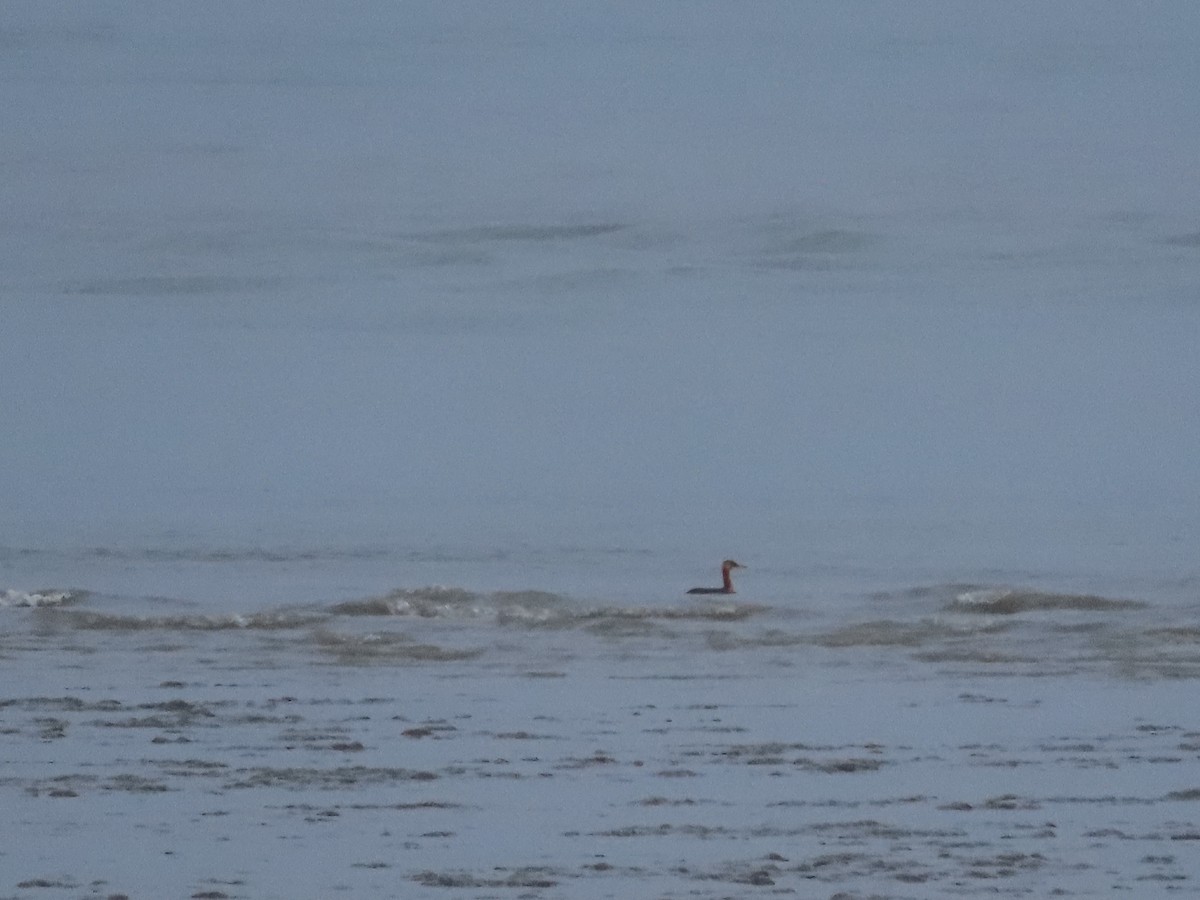 Red-necked Grebe - ML485810341