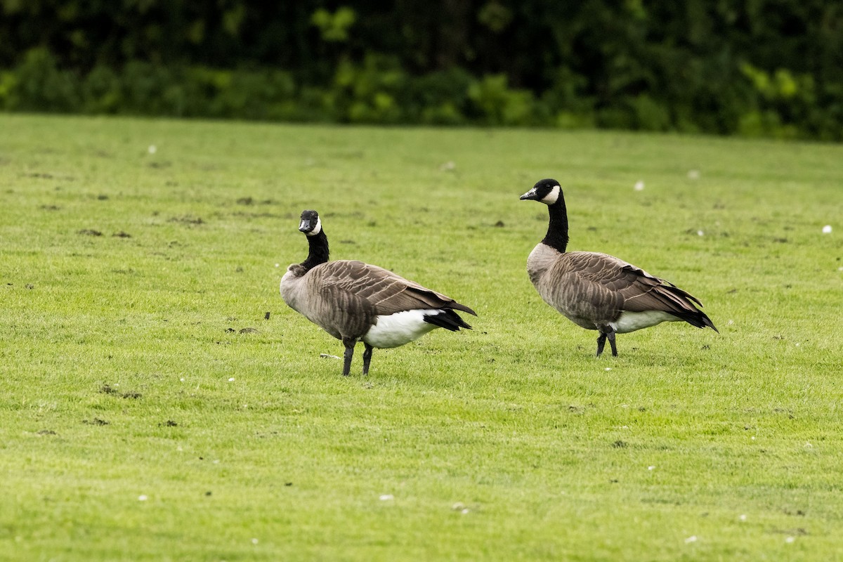 Canada Goose - ML485810571