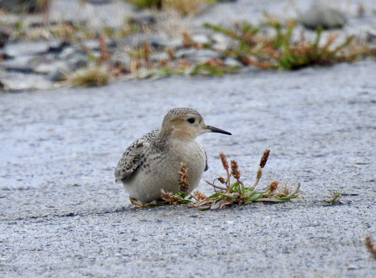 Buff-breasted Sandpiper - ML485811971