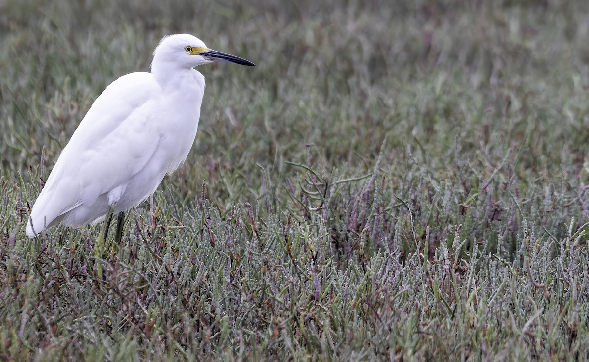 Snowy Egret - ML485812071