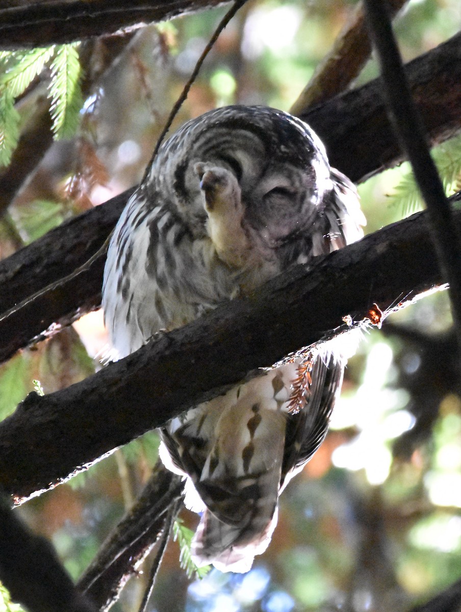 Barred Owl - ML485812781