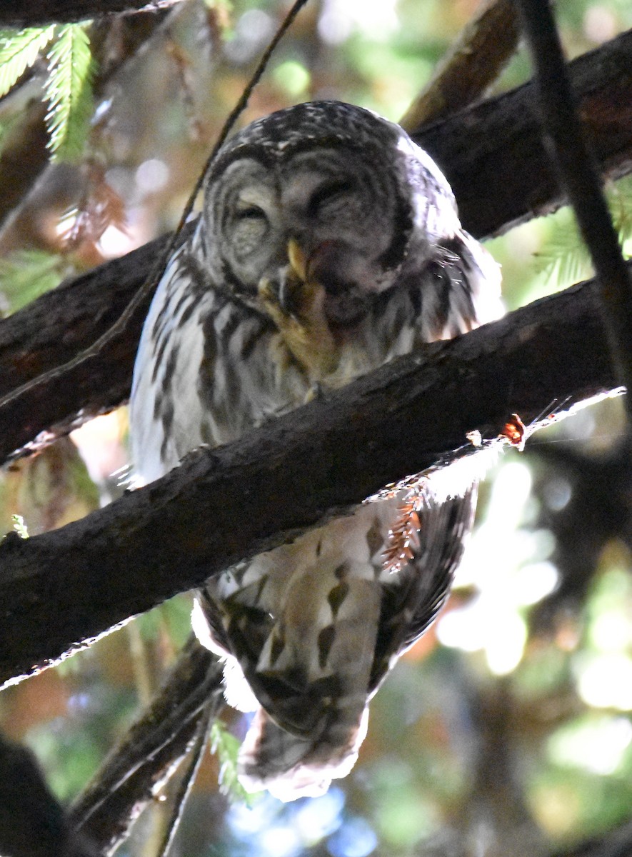 Barred Owl - ML485812791