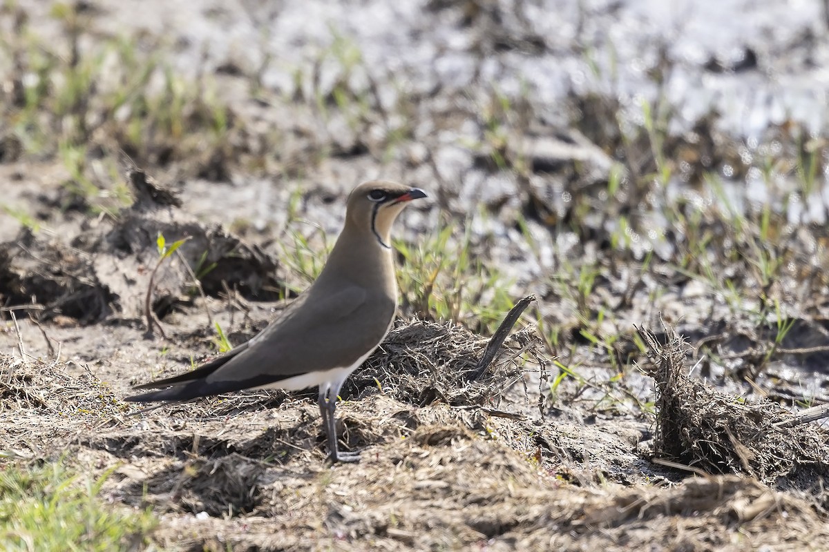 Collared Pratincole - ML485815441