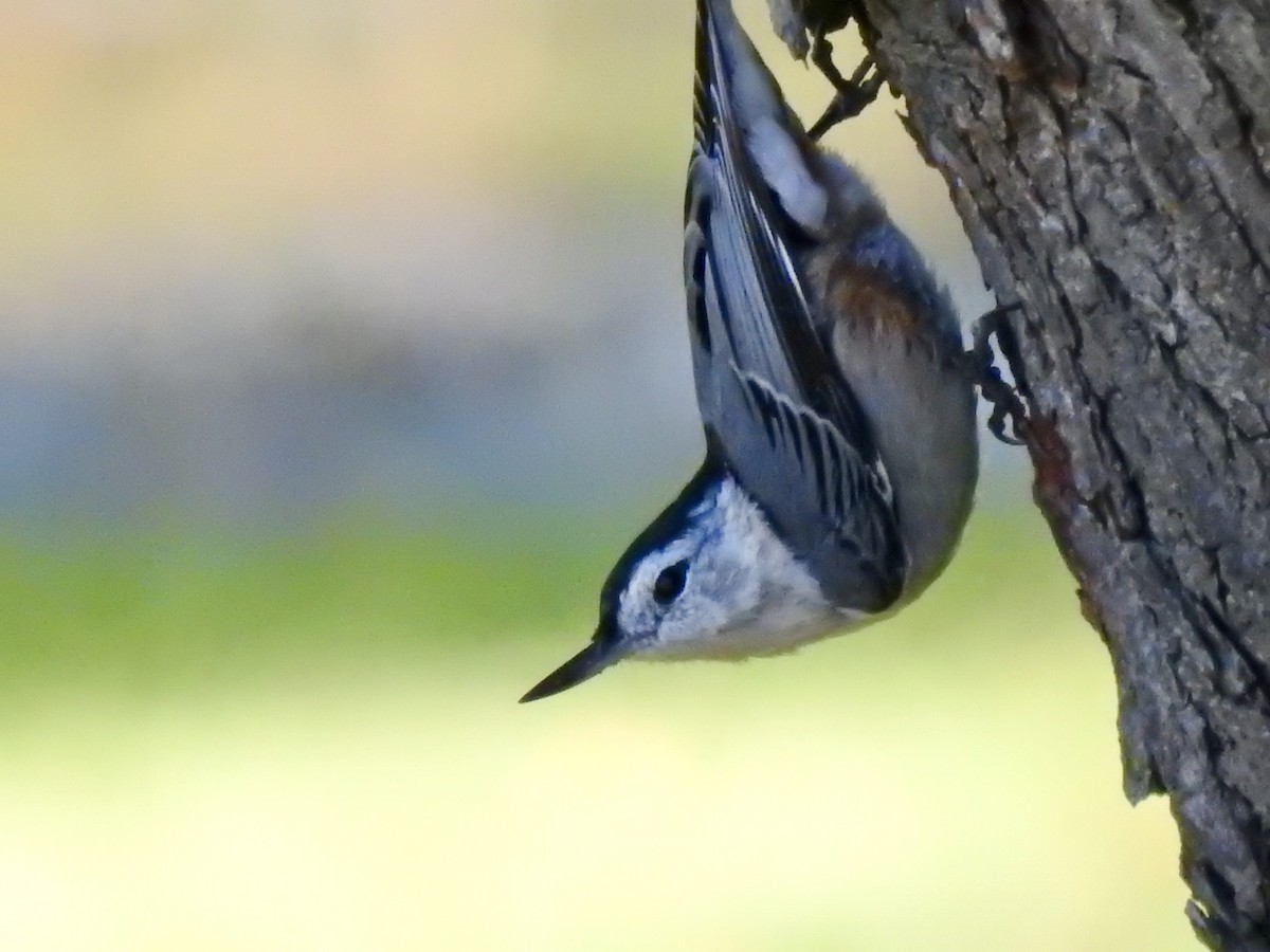White-breasted Nuthatch - ML485815511