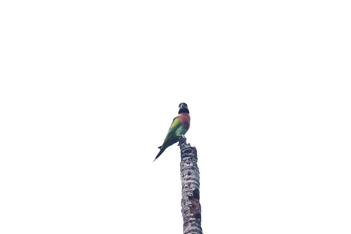 Red-breasted Parakeet - ML485815711