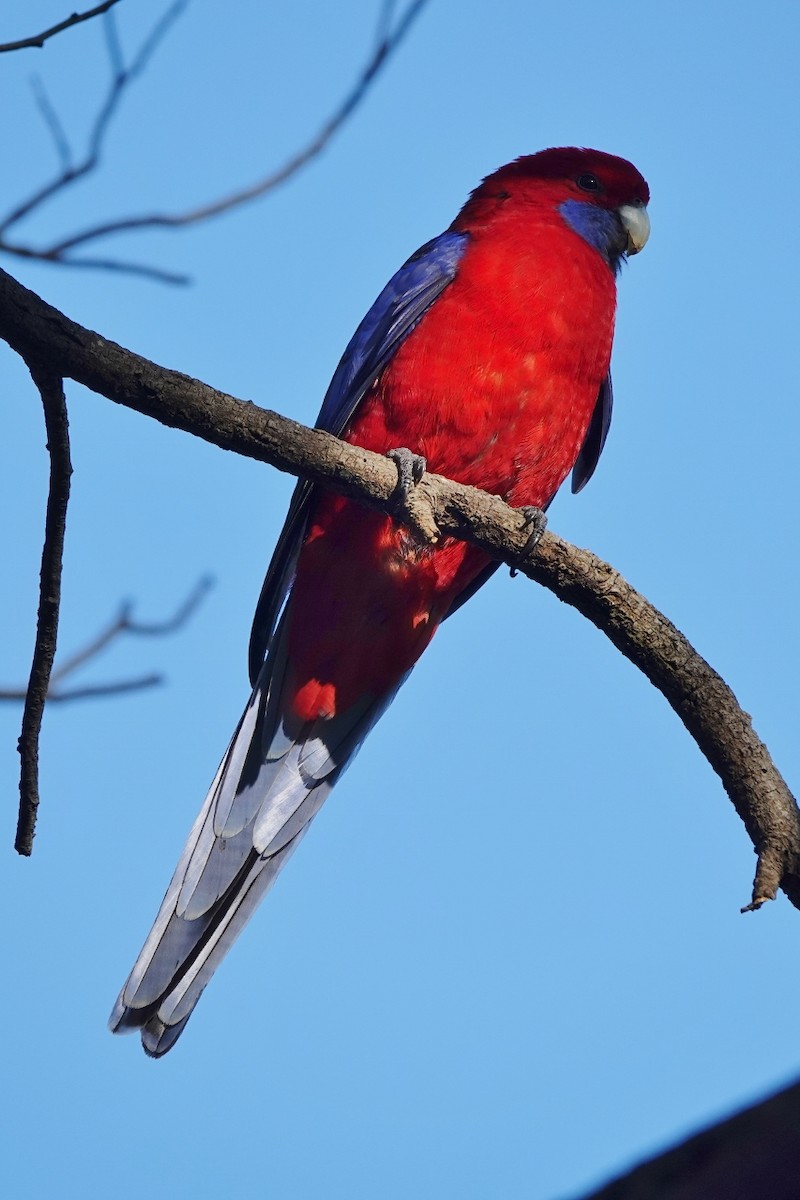 Crimson Rosella - Richard Arnold