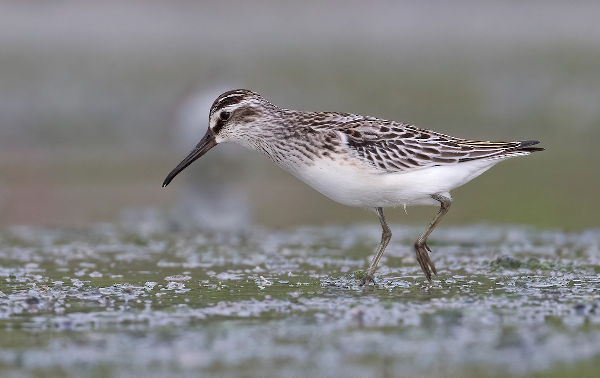 Broad-billed Sandpiper - ML485818461