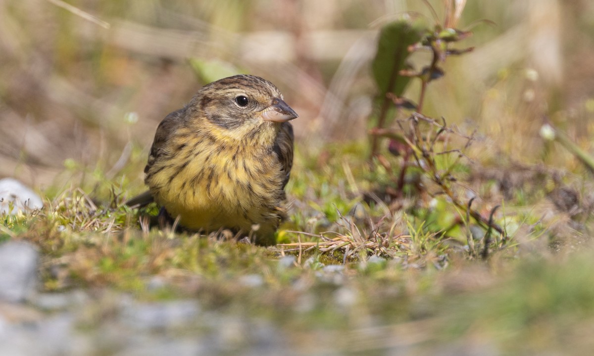 Yellow-breasted Bunting - ML485820431