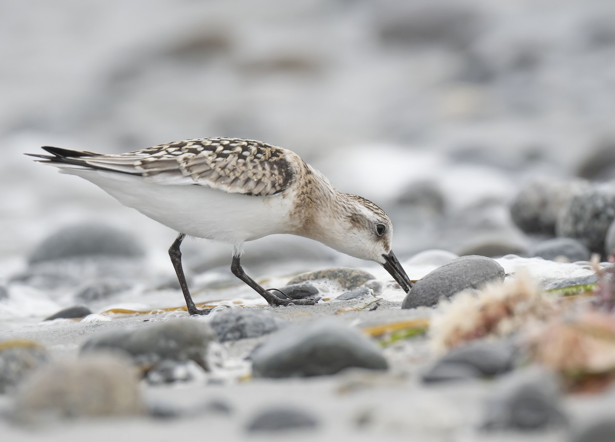 Sanderling - ML485820891