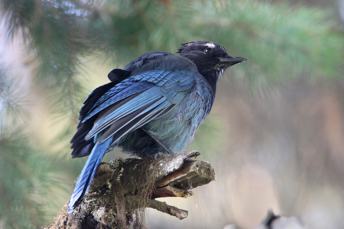 Geai de Steller - ML485822171