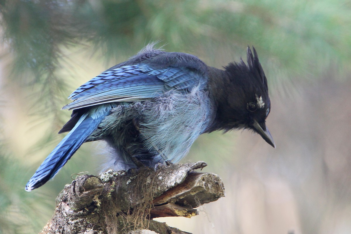 Geai de Steller - ML485822201