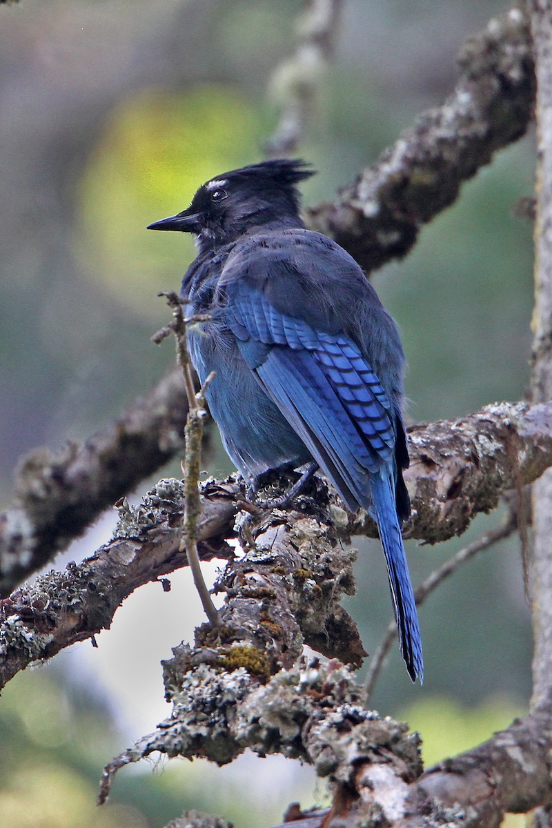 Geai de Steller - ML485822231