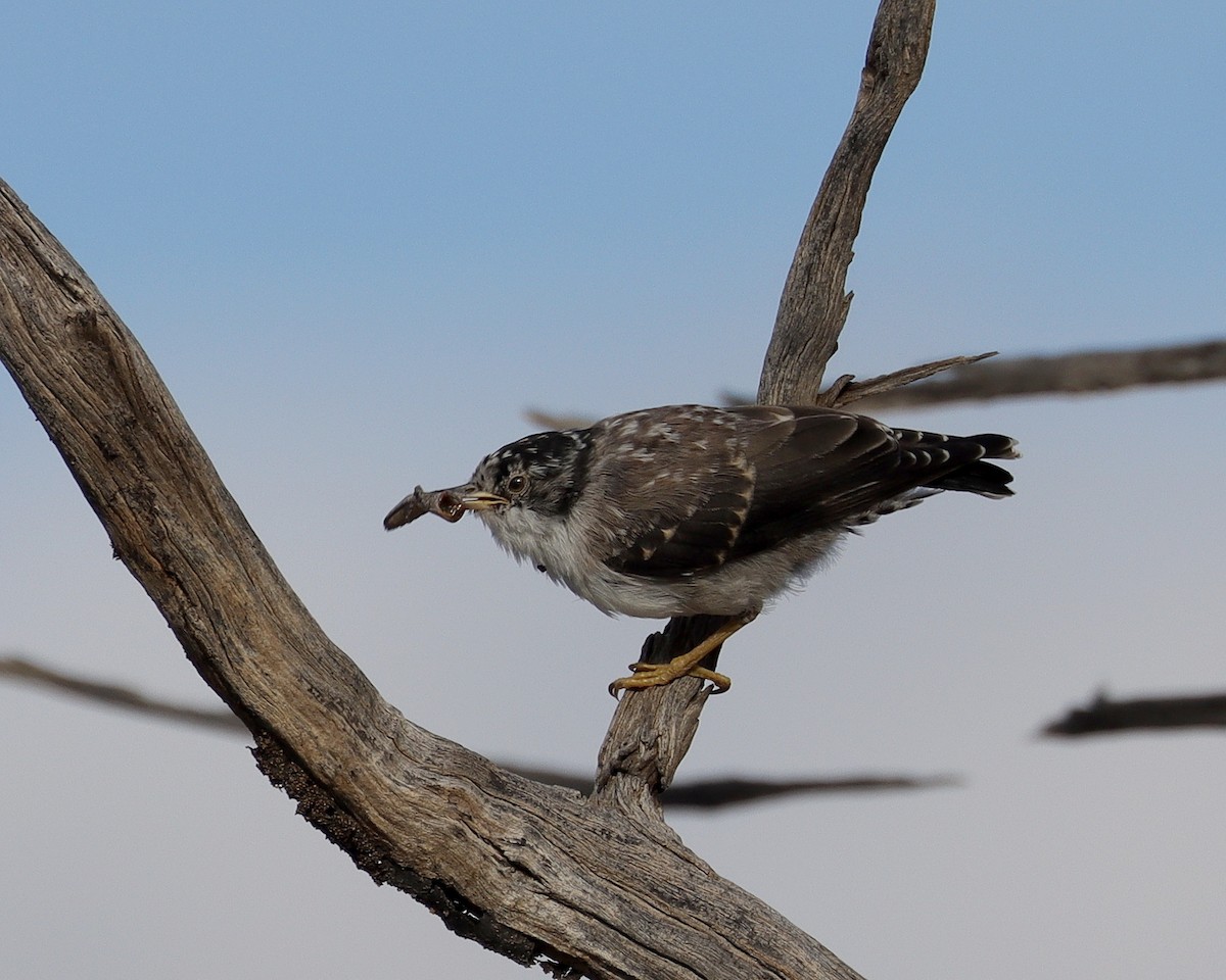 Varied Sittella (White-winged) - ML485824211