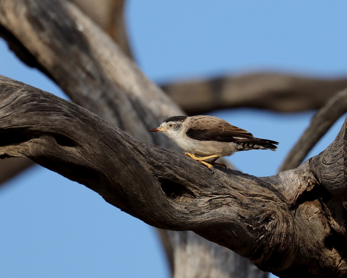 Varied Sittella (White-winged) - ML485824221