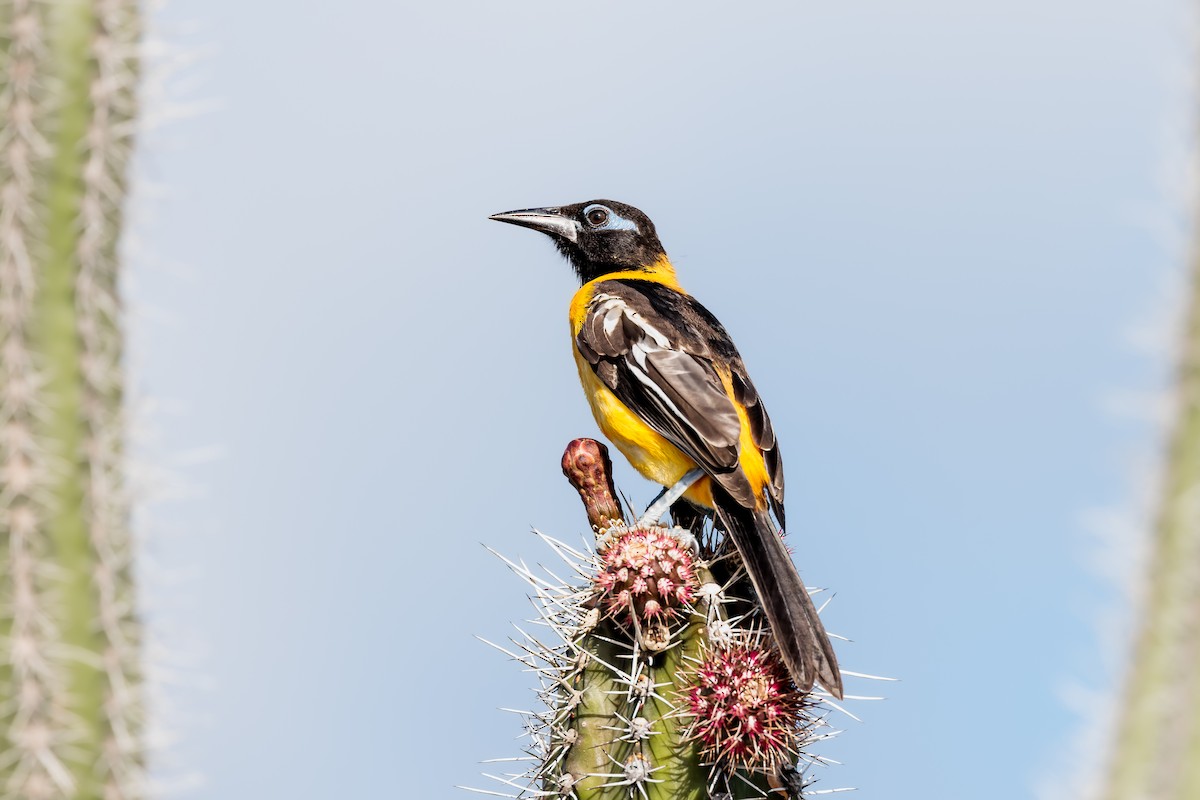 Venezuelan Troupial - ML485825051