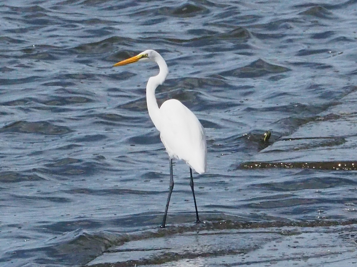 Great Egret - ML485827061