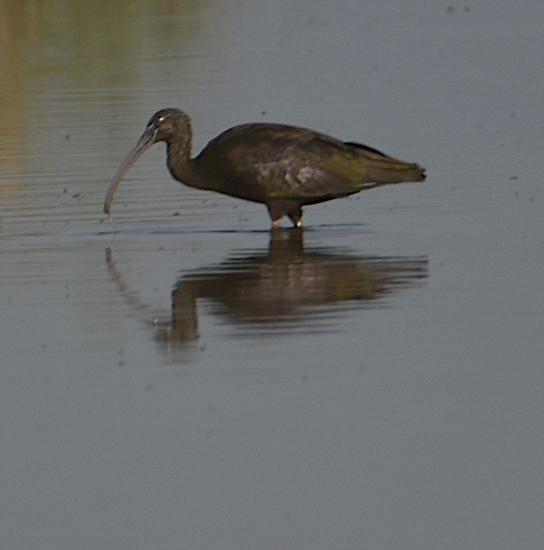 Glossy Ibis - ML485827511