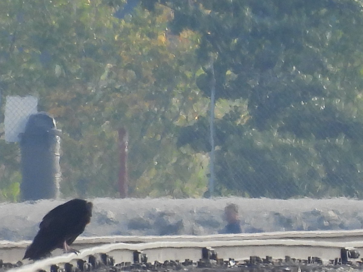 Turkey Vulture - ML485830811