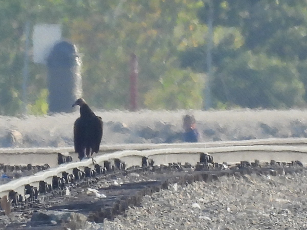 Turkey Vulture - ML485830821