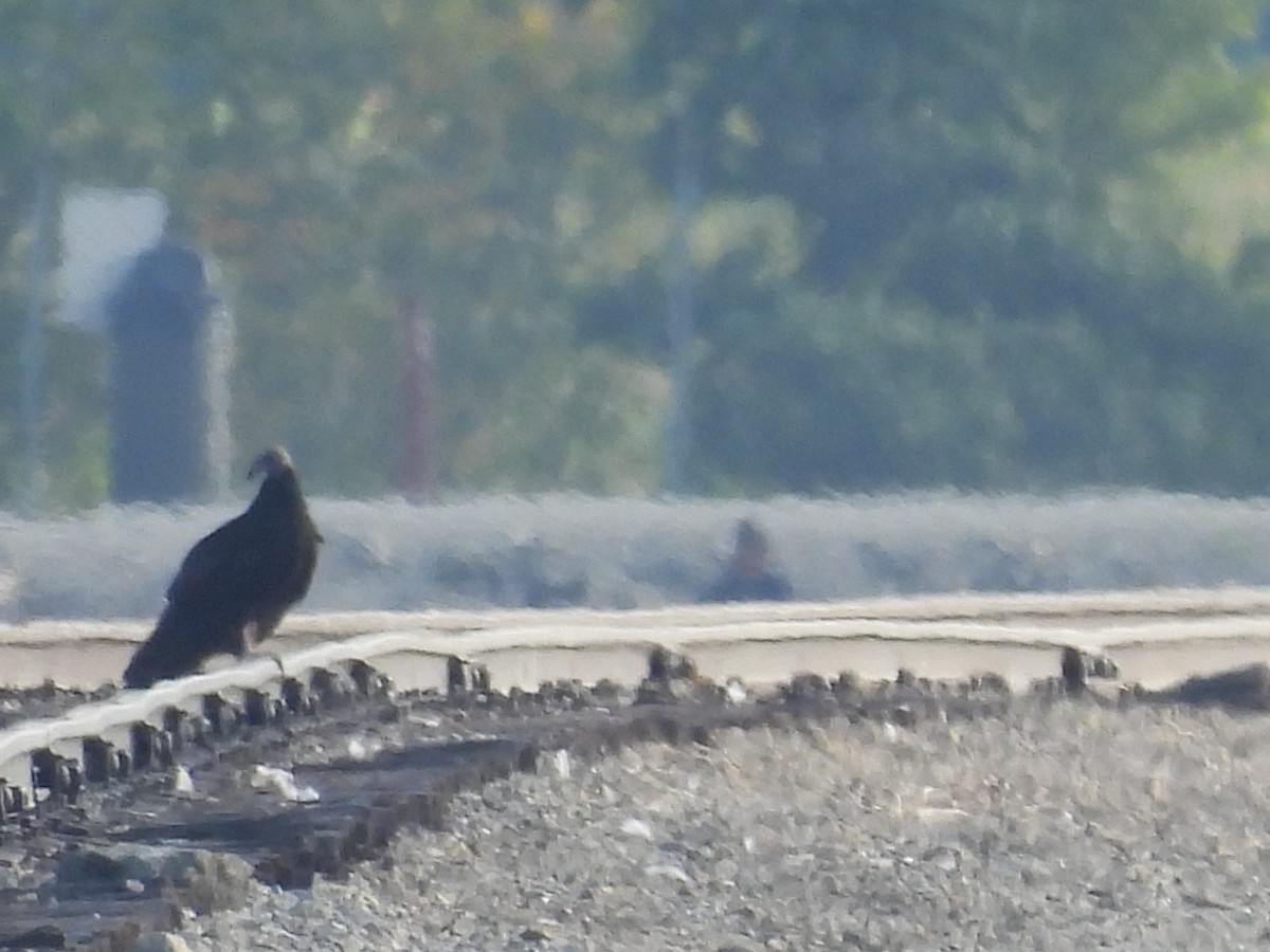 Turkey Vulture - ML485830831