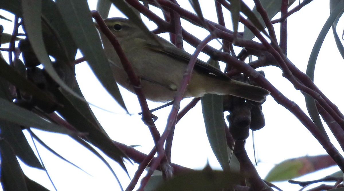 Iberian Chiffchaff - ML485833041