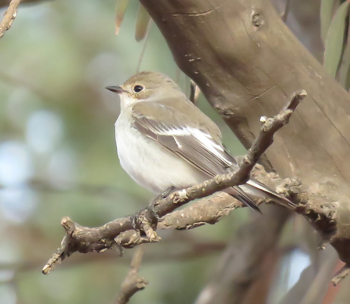 European Pied Flycatcher - ML485833131