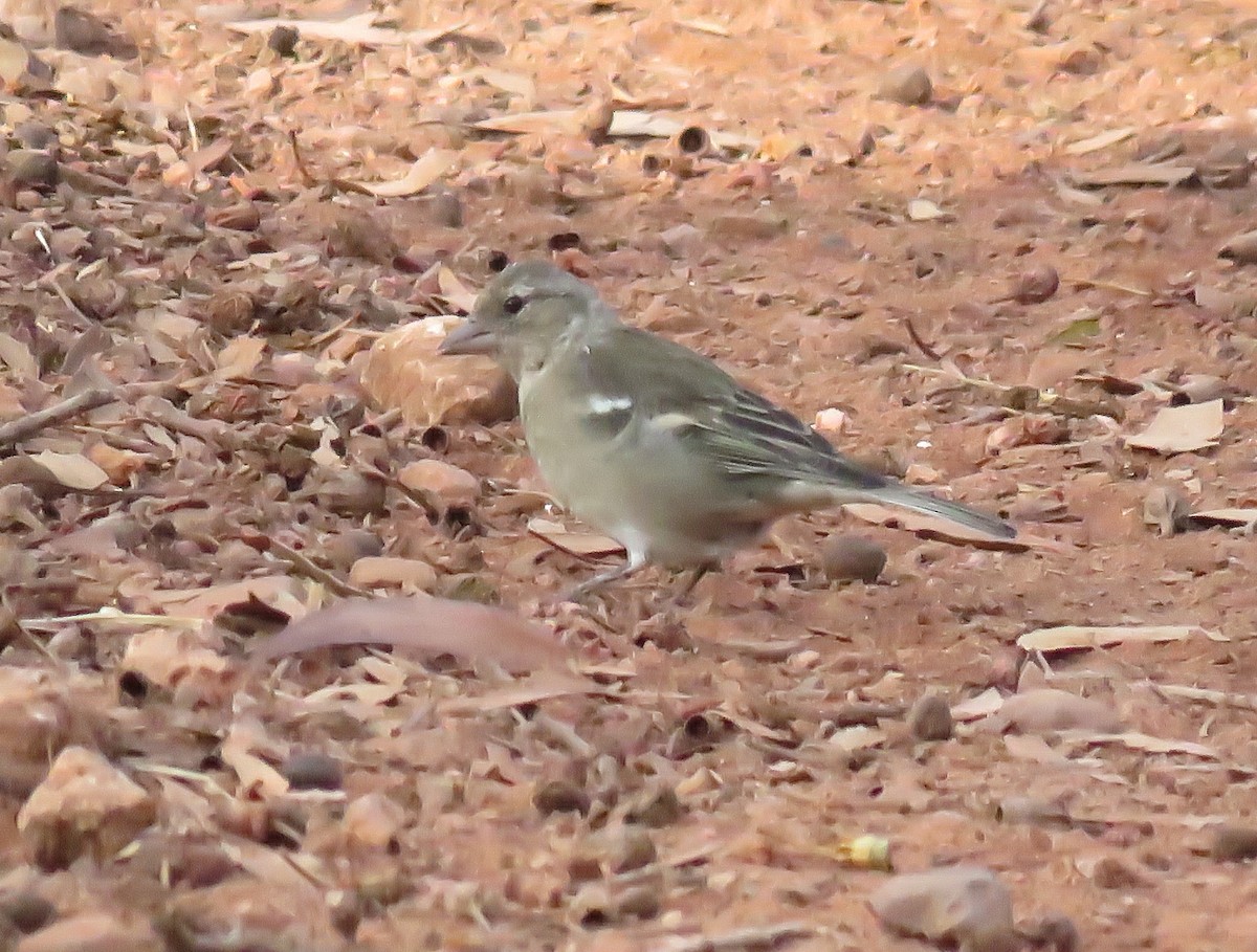 African Chaffinch (African) - ML485833191