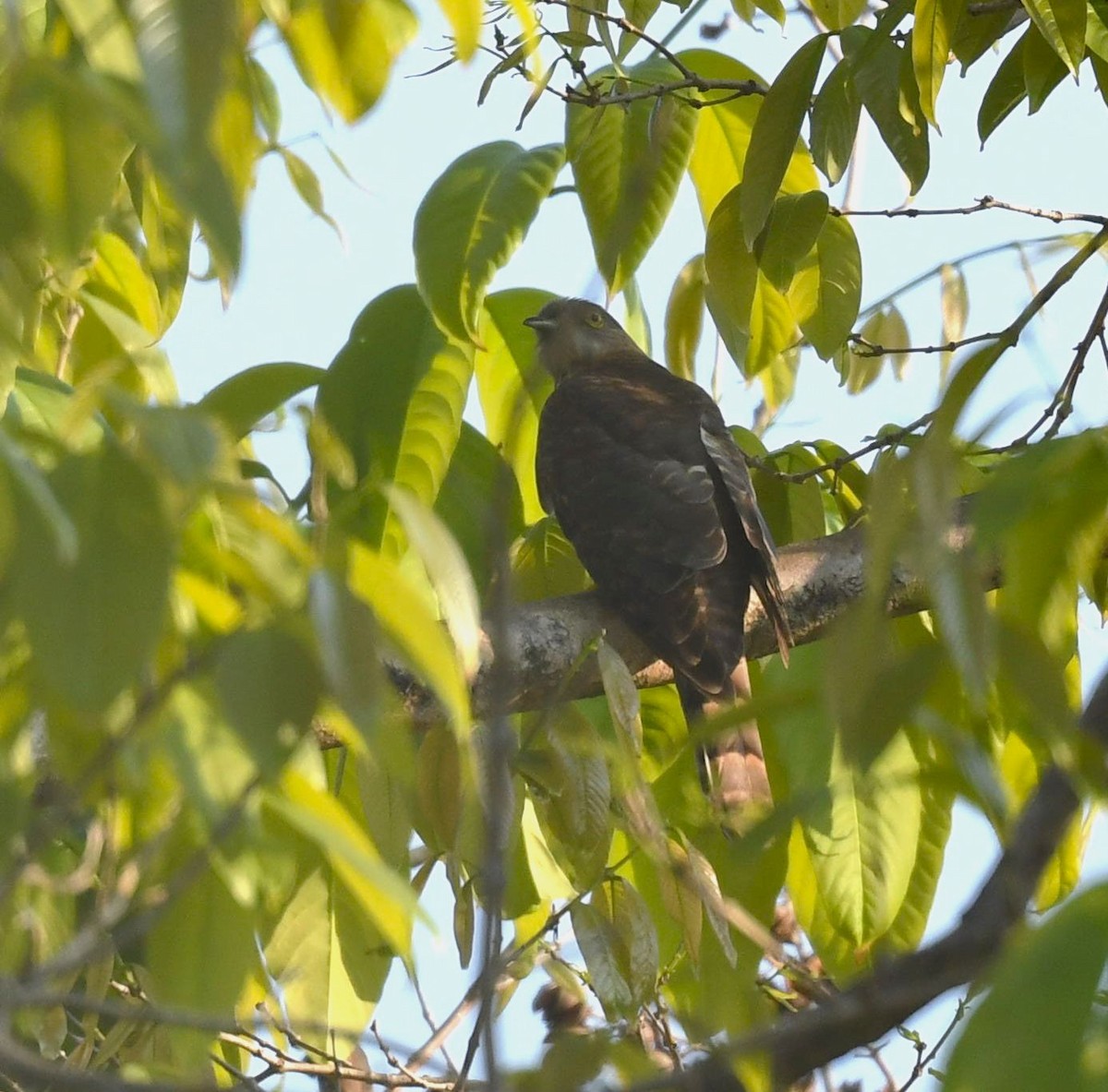 Common Hawk-Cuckoo - ML485833431