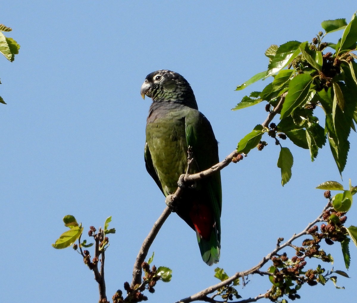 アケボノインコモドキ - ML485834051