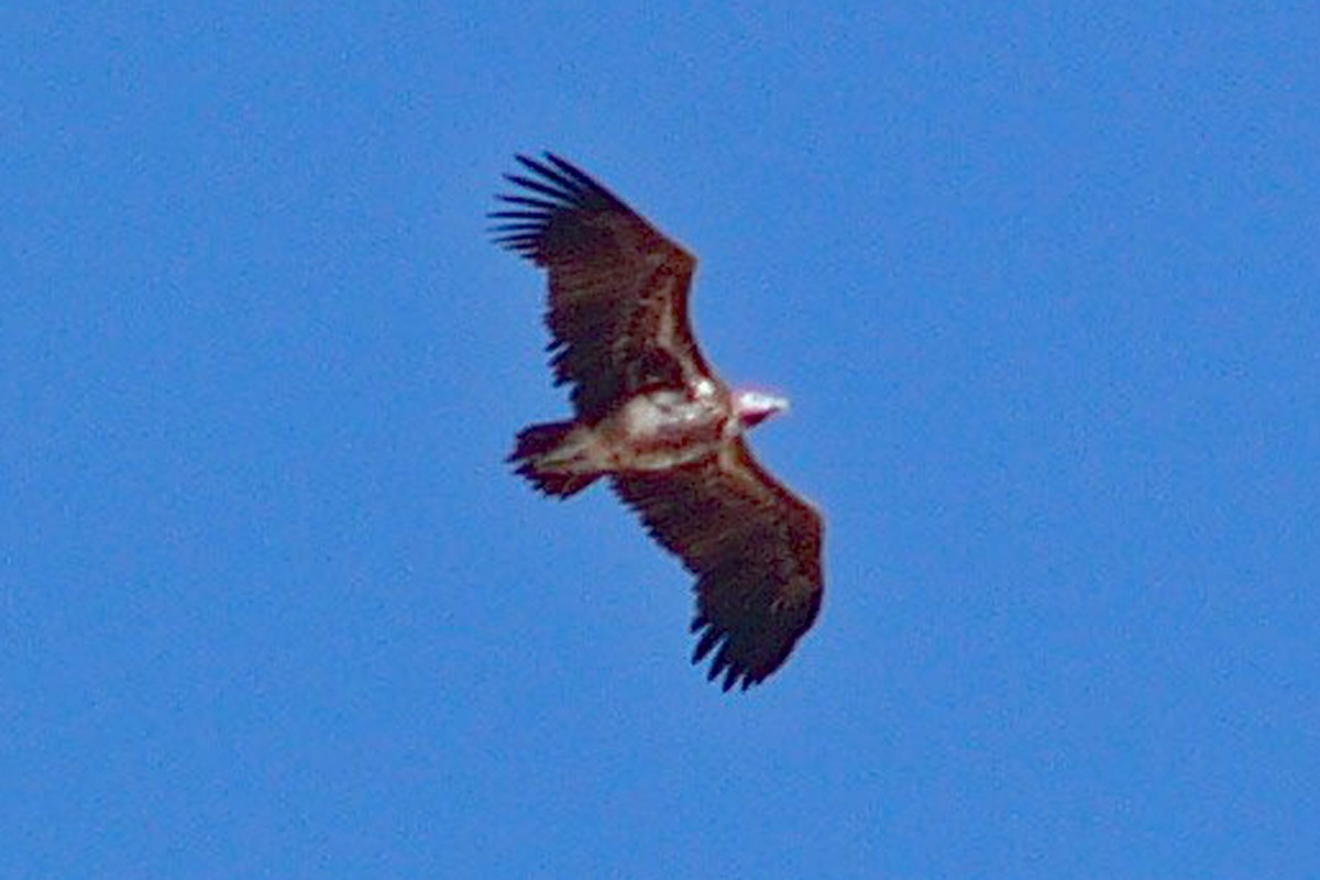 Lappet-faced Vulture - ML485834761