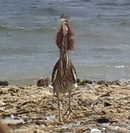 Green Heron - Louis DeMarco