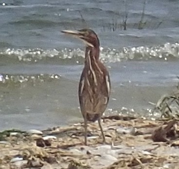 Green Heron - ML485834941