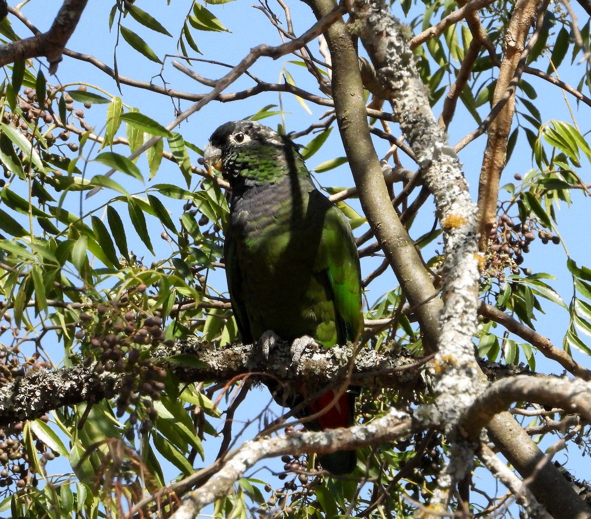 Scaly-headed Parrot - ML485835231