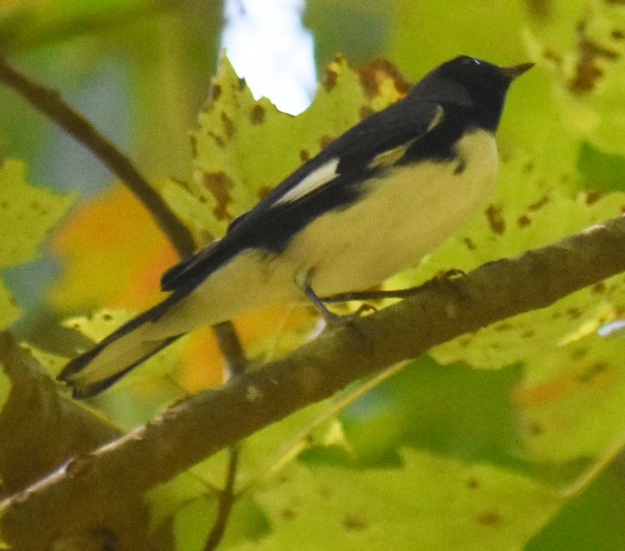 Black-throated Blue Warbler - ML485835401
