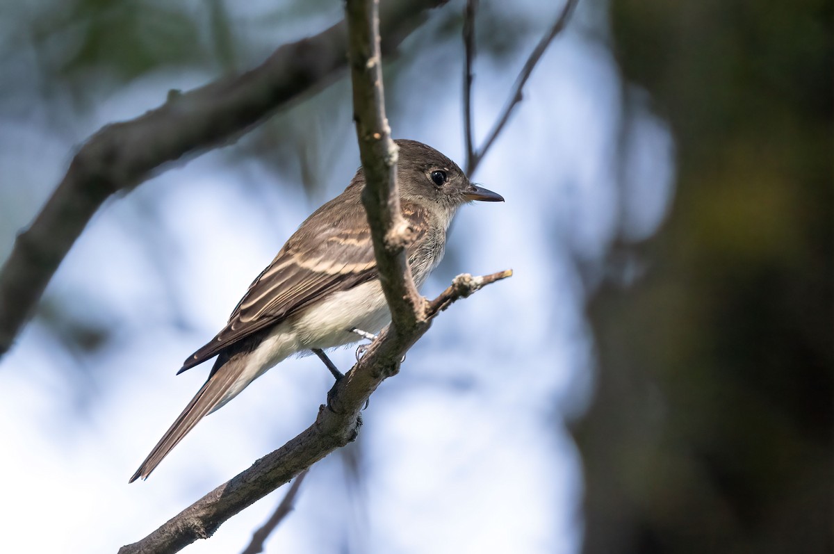 Eastern Wood-Pewee - ML485838061