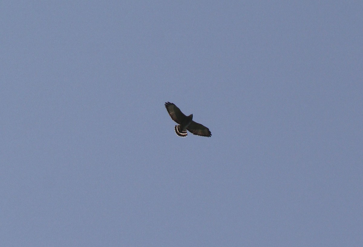 Broad-winged Hawk - ML485838171