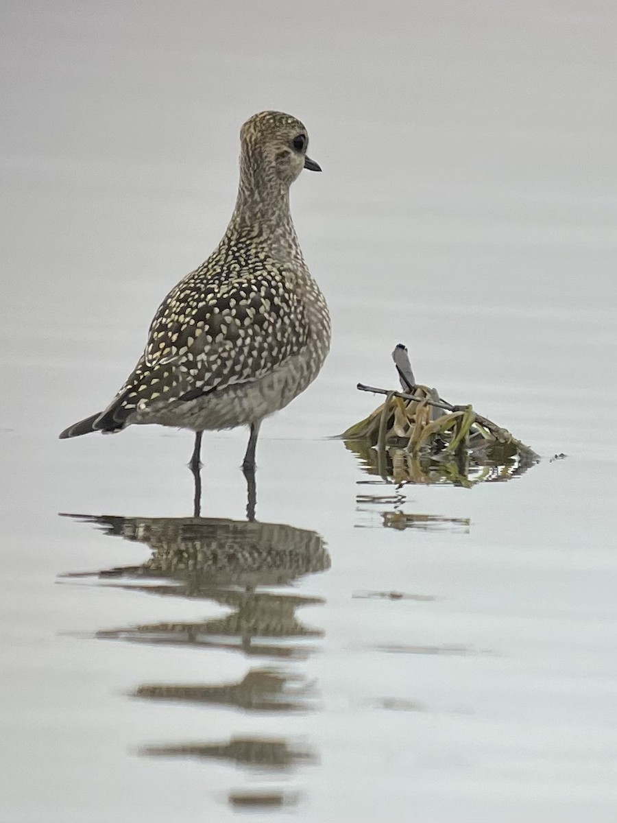 American Golden-Plover - Bruce M. Di Labio