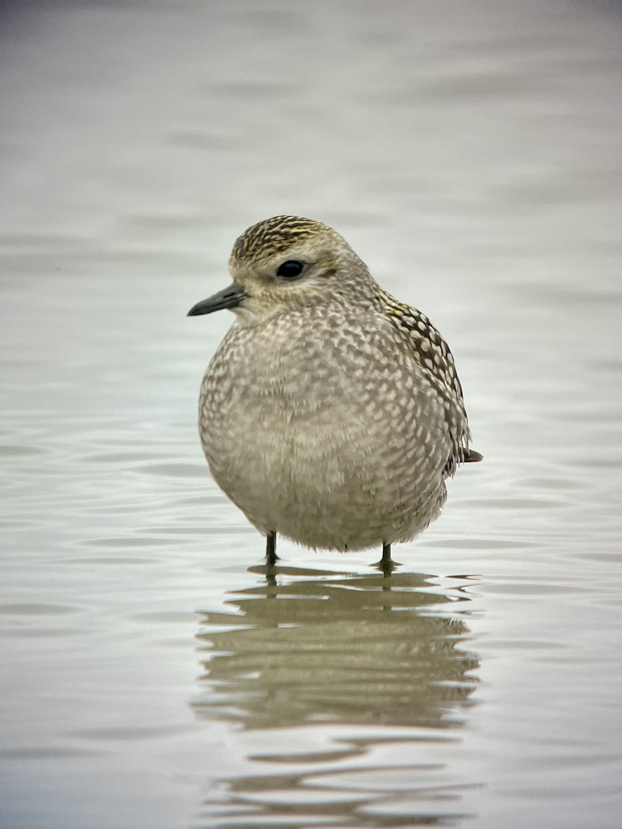 American Golden-Plover - Bruce M. Di Labio