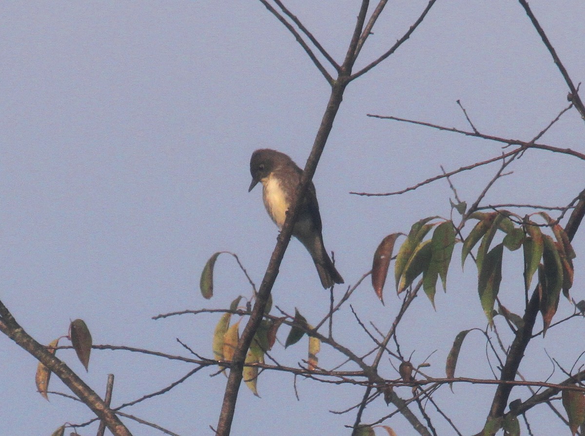 Olive-sided Flycatcher - ML485839051