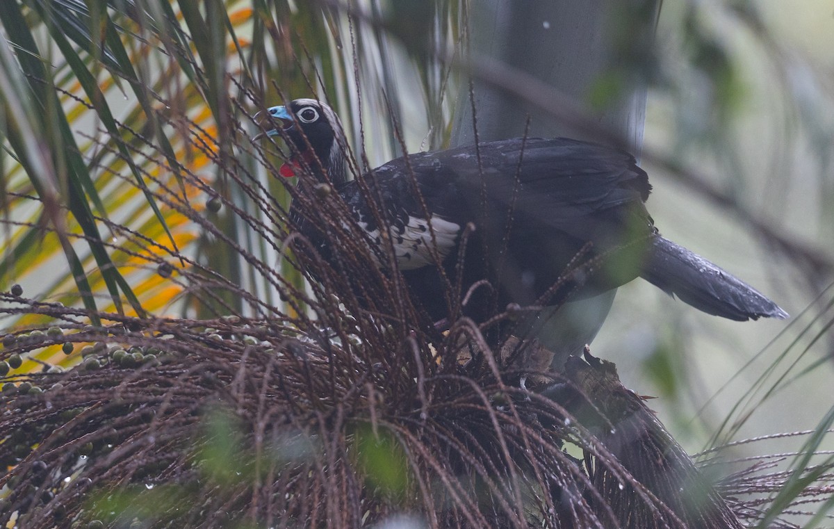 Black-fronted Piping-Guan - ML485839531