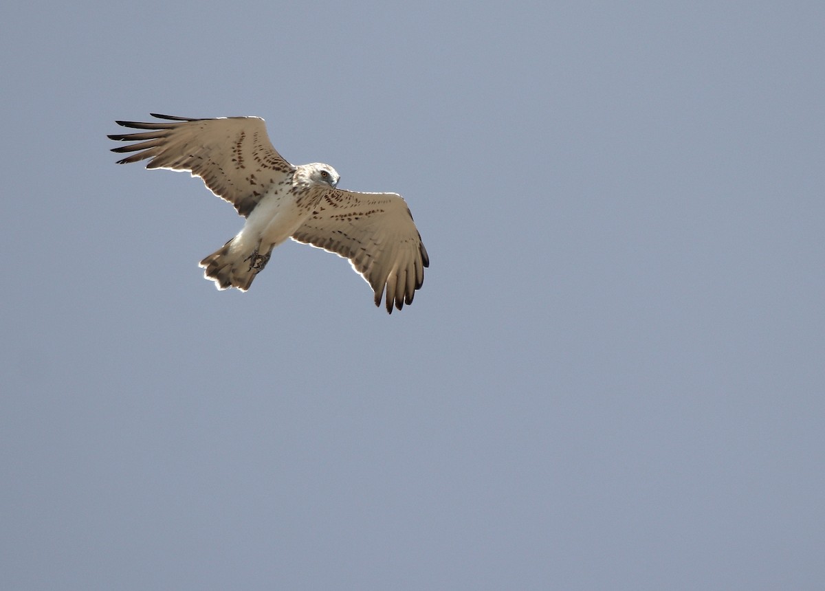 Short-toed Snake-Eagle - ML485840191